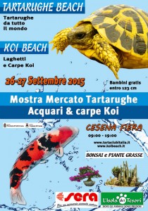 tartarughe-e-koi-beach1